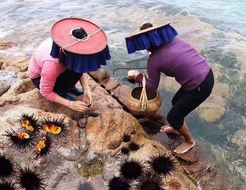 南澳海胆粽入选 圳品 成 深圳手信